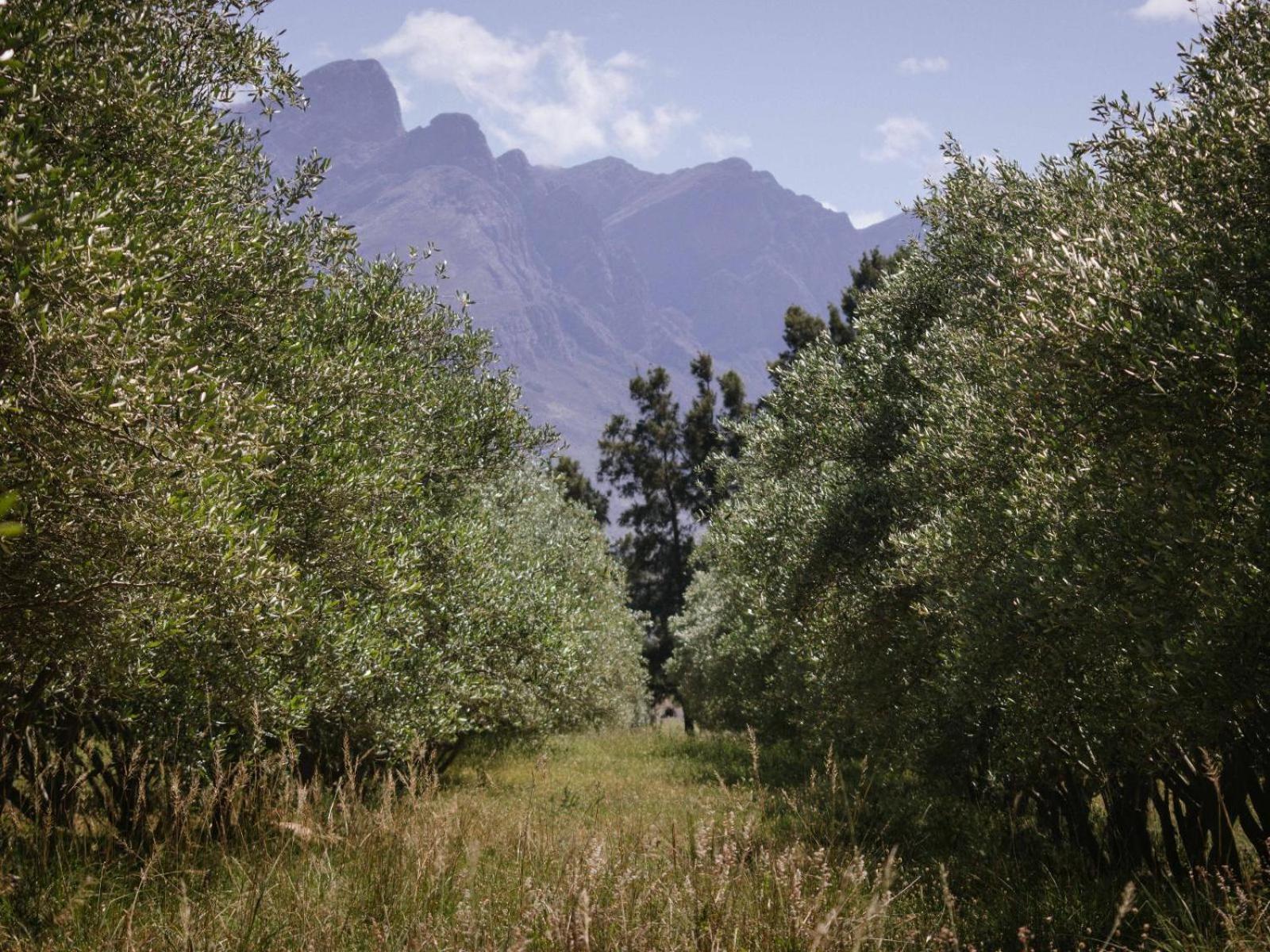 Hotel Duikersdrift Winelands Country Escape Tulbagh Zewnętrze zdjęcie